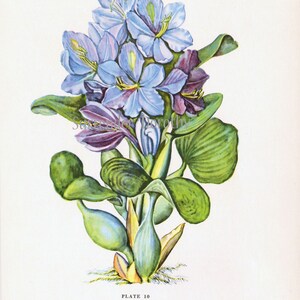 Blue Water Hyacinth Flower Vintage 1950s Botanical Lithograph Art Print To Frame 10 image 3