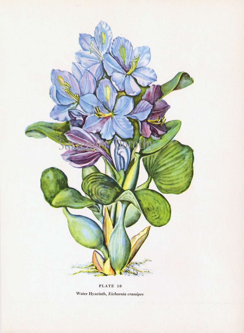 Blue Water Hyacinth Flower Vintage 1950s Botanical Lithograph Art Print To Frame 10 image 3