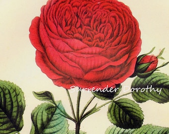 General Jacqueminot Red Rose Prestele Vintage Poster Print  Botanical Lithograph To Frame 71