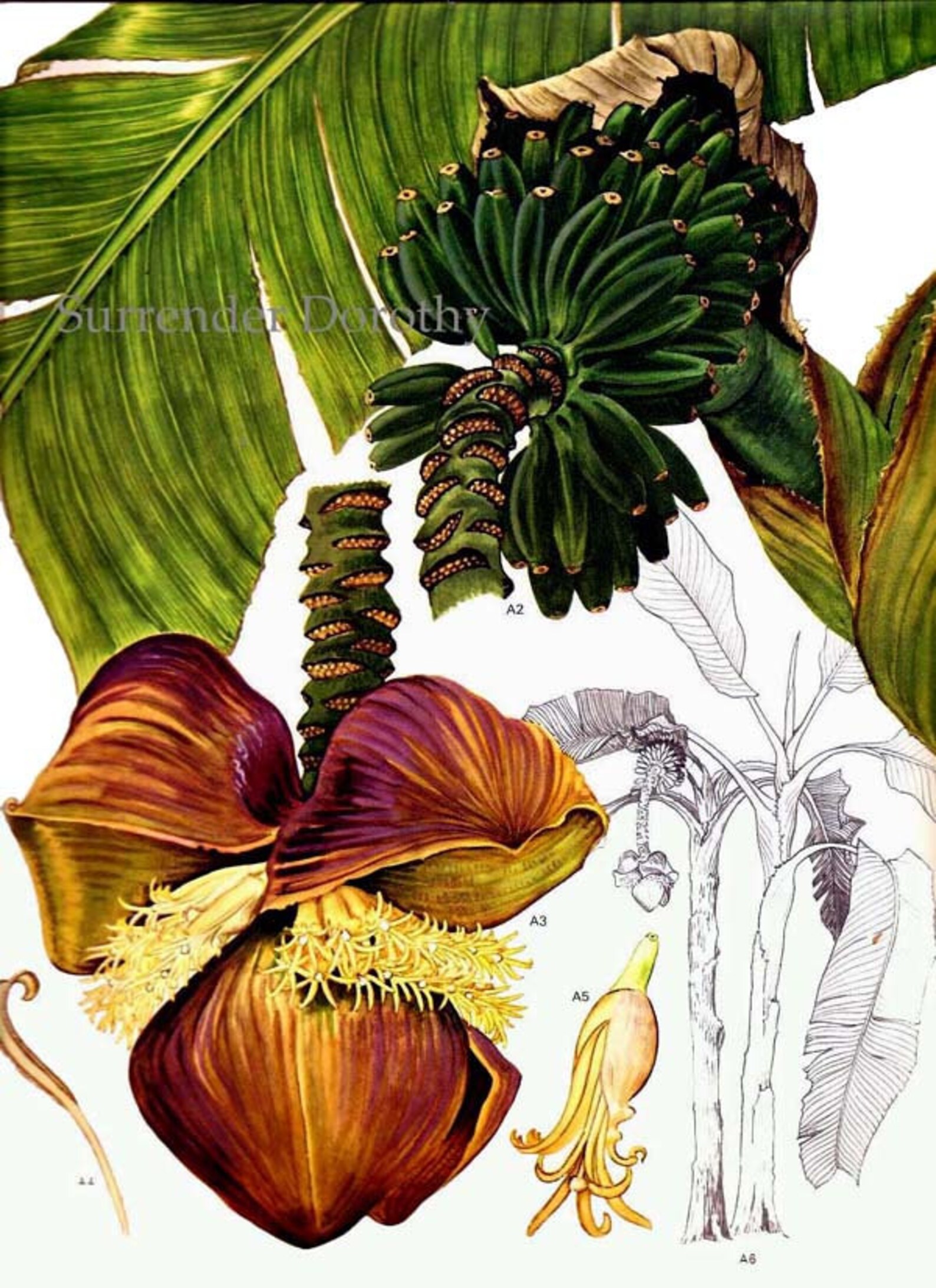 Japanese Banana Flower South East Asia Botanical Exotica Etsy
