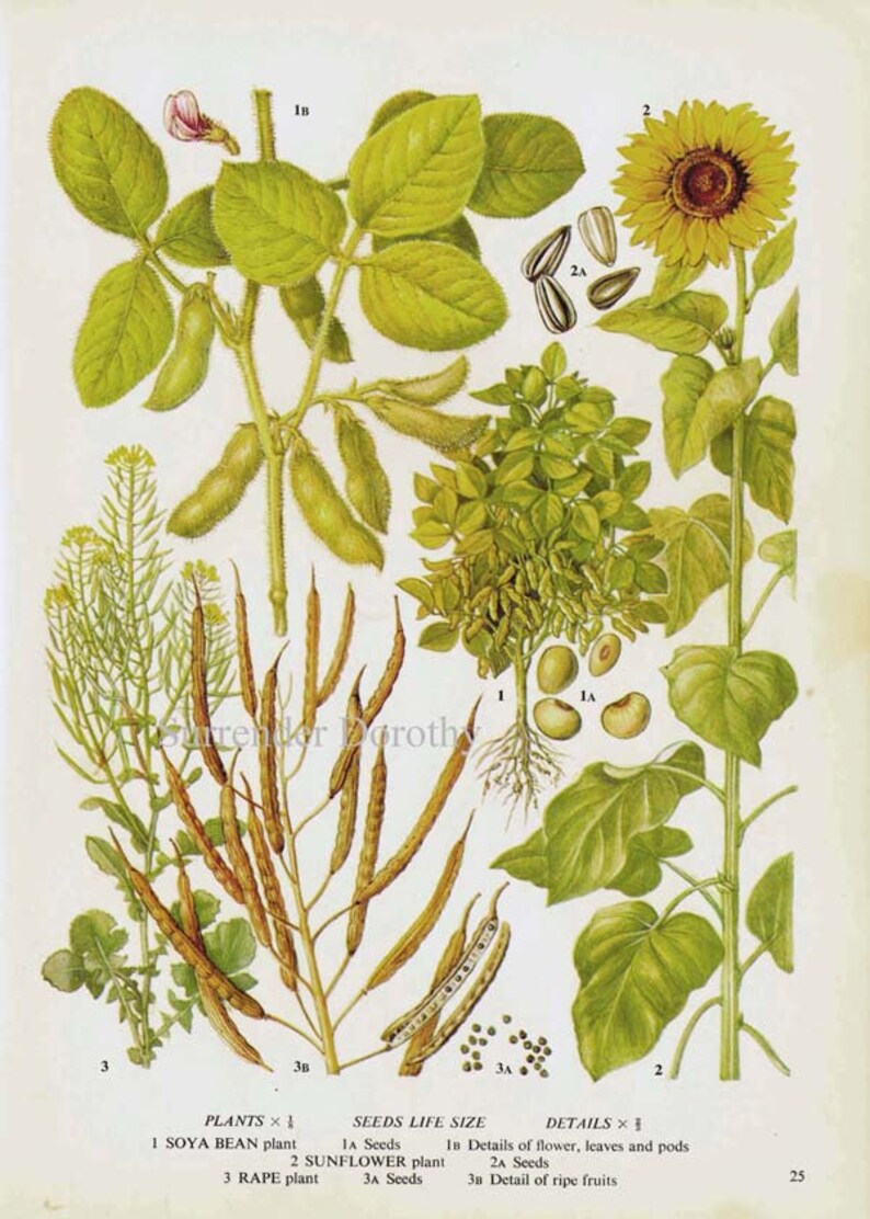 Sunflower Soy Beans Oil Food Chart Vegetable Botanical Etsy