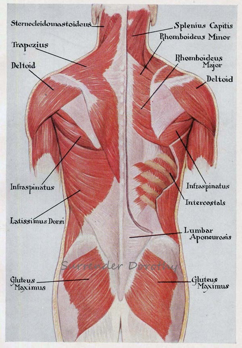 Muscles Back Posterior Human Anatomy Vintage Medical Chart | Etsy