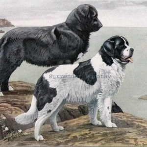 May include: Two black and white Newfoundland dogs standing on a rocky shore. The dog on the left is all black, while the dog on the right is white with black patches. The dogs are looking out at the ocean.