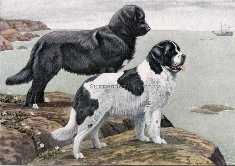 May include: Two black and white Newfoundland dogs standing on a rocky shore. The dog on the left is all black, while the dog on the right is white with black patches. The dogs are looking out at the ocean.