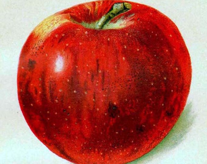 Stayman Winesap Apples 1902 USDA Fruit Botanical Lithograph Edwardian