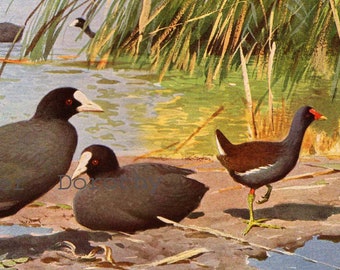 Moorhens Water Bird Europe Edwardian Natural History Lithograph Illustration Germany To Frame