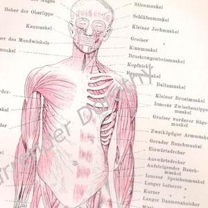 Muscular System Chart Human Anatomy 1903 Vintage Edwardian Germany Medical Chart Illustration