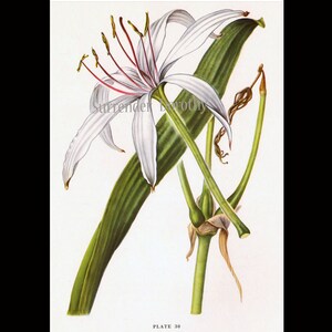 White Crinum Lily Flower Vintage Botanical Print 1950s Wildflower To Frame 30 image 4