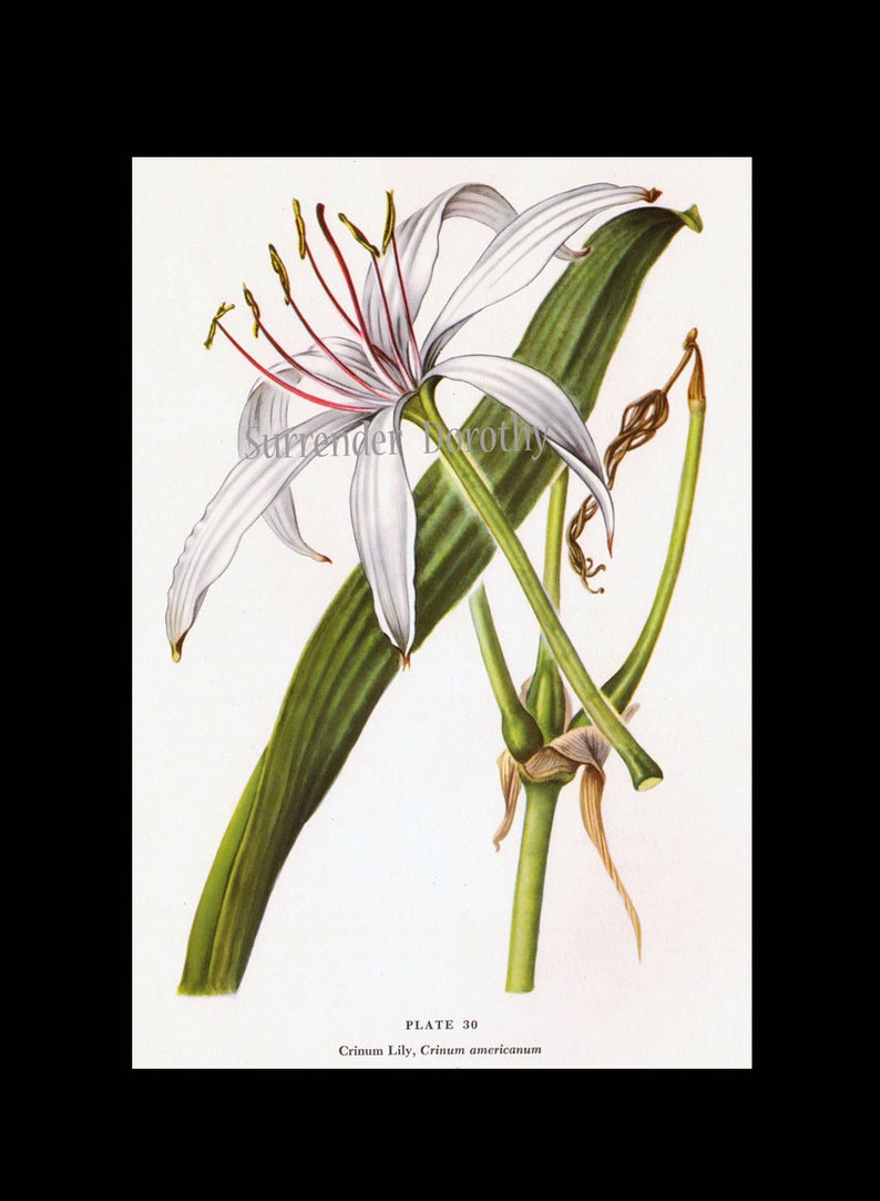 White Crinum Lily Flower Vintage Botanical Print 1950s Wildflower To Frame 30 image 4