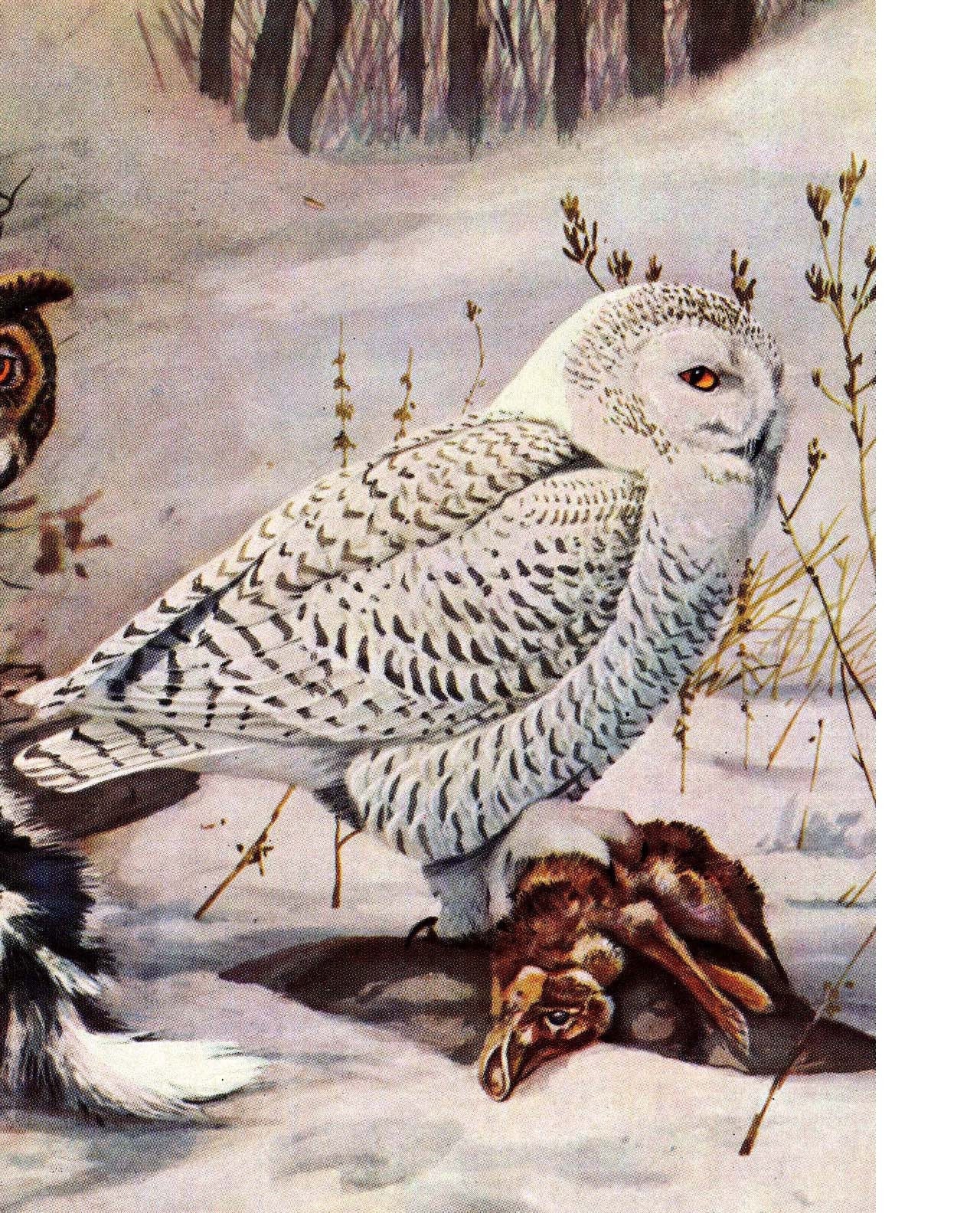Owls of North America Ornithology Lithograph Birds of Prey Natural History  to Frame - Etsy