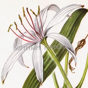 White Crinum Lily Flower Vintage Botanical Print 1950s Wildflower To Frame 30 image 1