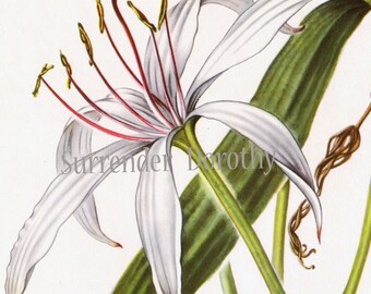 White Crinum Lily Flower Vintage Botanical Print 1950s Wildflower To Frame 30