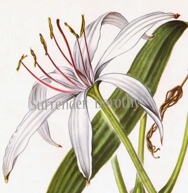 White Crinum Lily Flower Vintage Botanical Print 1950s Wildflower To Frame 30 image 1