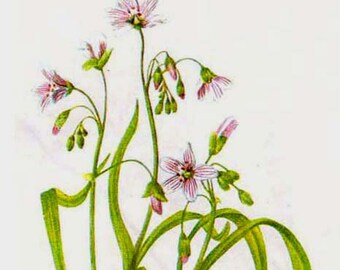 Pink Spring Beauty Flowers Vintage 1950s Botanical Herbal Lithograph Art  Print To Frame 103
