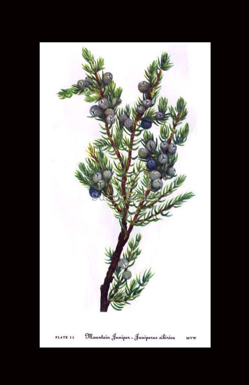 Mountain Juniper Tree Berries Juniperus Sibirea Vintage Home Decor 1955 Botanical Lithograph Art Print To Frame 11 image 4
