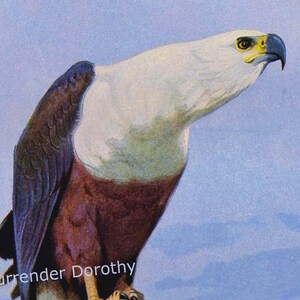 Weißkopfseeadler USA Ornithologie Naturgeschichte Vogel Lithographie Druck 1910er Jahre Deutschland Illustration Zum Einrahmen