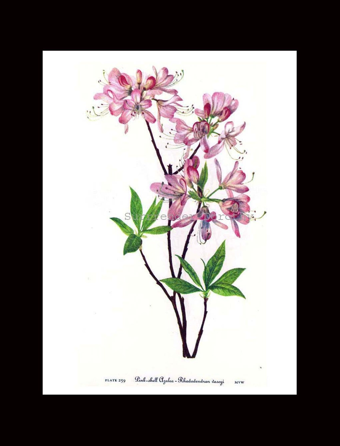 Pinkshell Azalea Flame Pink Shell Azalea Rhododendron Saseyi Flowers Vintage 1955 ...