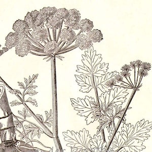 May include: A black and white line drawing of a plant with delicate, feathery leaves and small, clustered flowers.