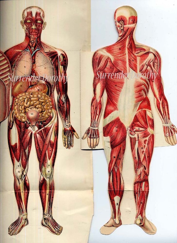 Human Anatomy Man Fold Out Medical Flip Chart 1922 Vintage Lithograph