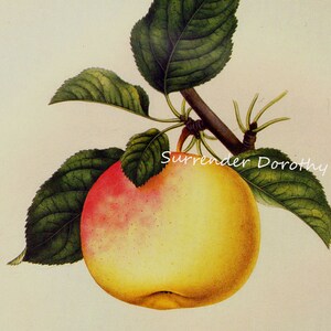 Summer Rose Apple Prestele Vintage Agricoltura Poster Stampa Litografia Botanica To Frame 44