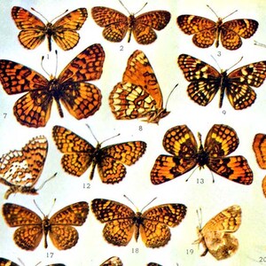 Könnte beinhalten: Eine Sammlung von 20 orangefarbenen und schwarzen Schmetterlingen mit weißen Markierungen. Die Schmetterlinge sind in Reihen angeordnet und von 1 bis 20 nummeriert.