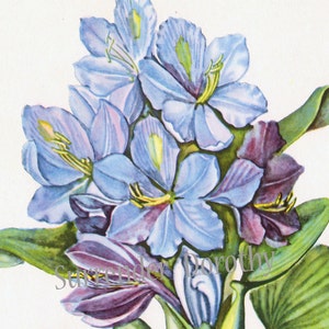 Blue Water Hyacinth Flower Vintage 1950s Botanical Lithograph Art Print To Frame 10 image 1