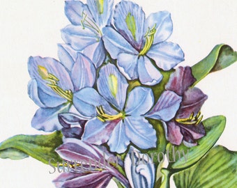 Blue Water Hyacinth Flower Vintage 1950s Botanical Lithograph Art Print To Frame 10