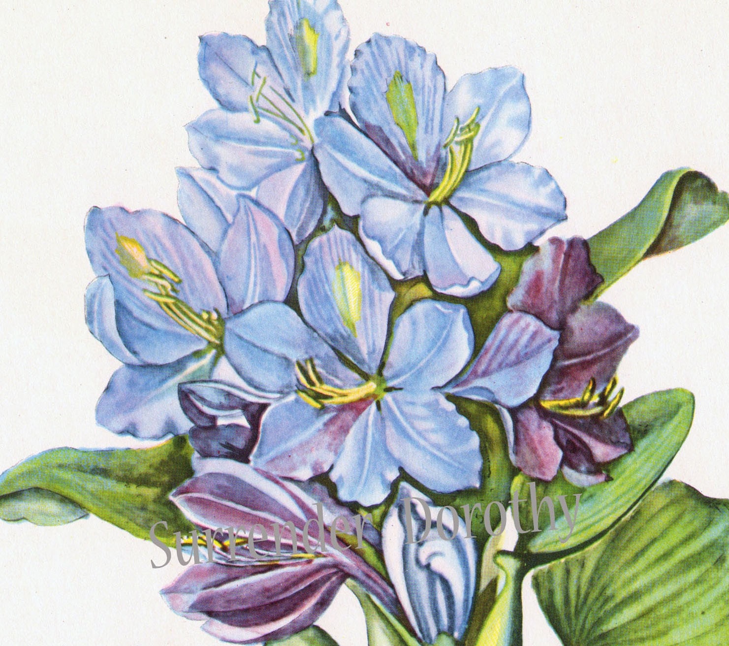 Maria Sibylla Merian | Water Hyacinth with Marbled or Veined Tree-Frogs and  Giant Water-Bugs (1702-1703) | Artsy