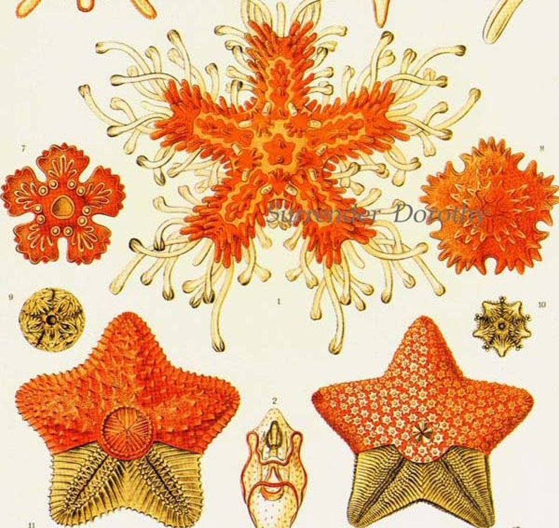 Asteridea Starfish Formations & Barnacles Haeckel Vintage Print Natural History Oceanography Victorian Scientific Lithograph To Frame image 1