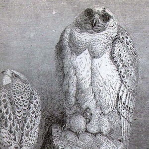 May include: A black and white illustration of two birds of prey. The bird on the left is facing the left side of the image and the bird on the right is facing the front of the image. Both birds have detailed feathers and sharp beaks.