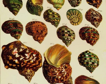 Turban Shells Indo Pacific & West Atlantic Seba Conchology Vintage Natural History Seashell Lithograph Chart Poster Print To Frame