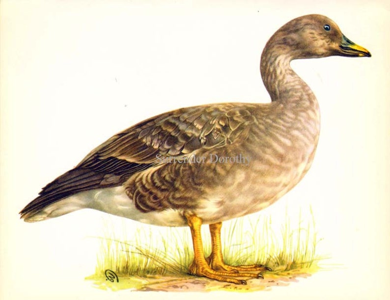 Bean Goose Anser Arvenis Bird Russian Ornithology Natural Etsy