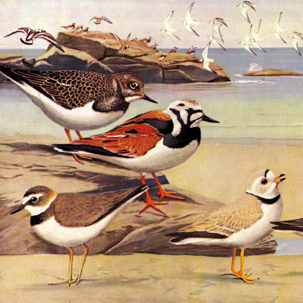 Turn-Stone, Plover Bob-White, Spruce-Goose European Partridge Family Par Fuertes Ornithology Lithographie à encadrer