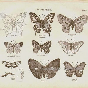 Butterflies XXVII 1892 Victorian Entomology Antique Chart of Insects ...