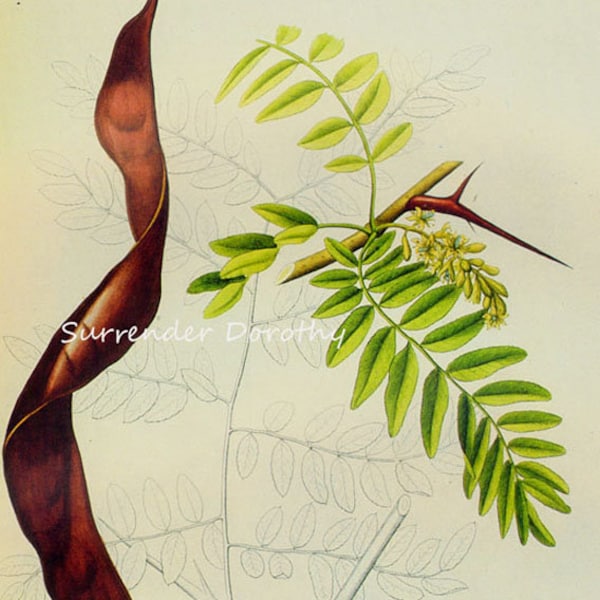 Honey Locust Gleditschia Triacanthos Prestele Vintage Poster Print Botanical Lithograph To Frame 27