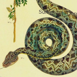 Gartenboa Australische Herpetologie Naturgeschichte Lithographie Chart Poster Print To Frame P177