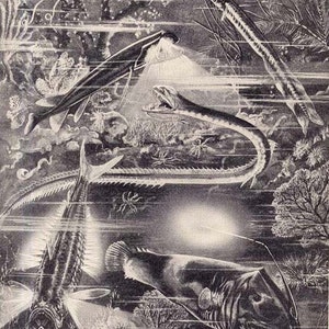 May include: Black and white illustration of various prehistoric marine creatures. The image depicts several fish-like animals with sharp teeth and elongated bodies, swimming in a watery environment. The artwork has a vintage, scientific illustration style.