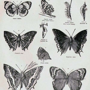 Butterflies XXVIII 1892 Victorian Entomology Antique Chart Of Pretty Insects To Frame Black & White image 1