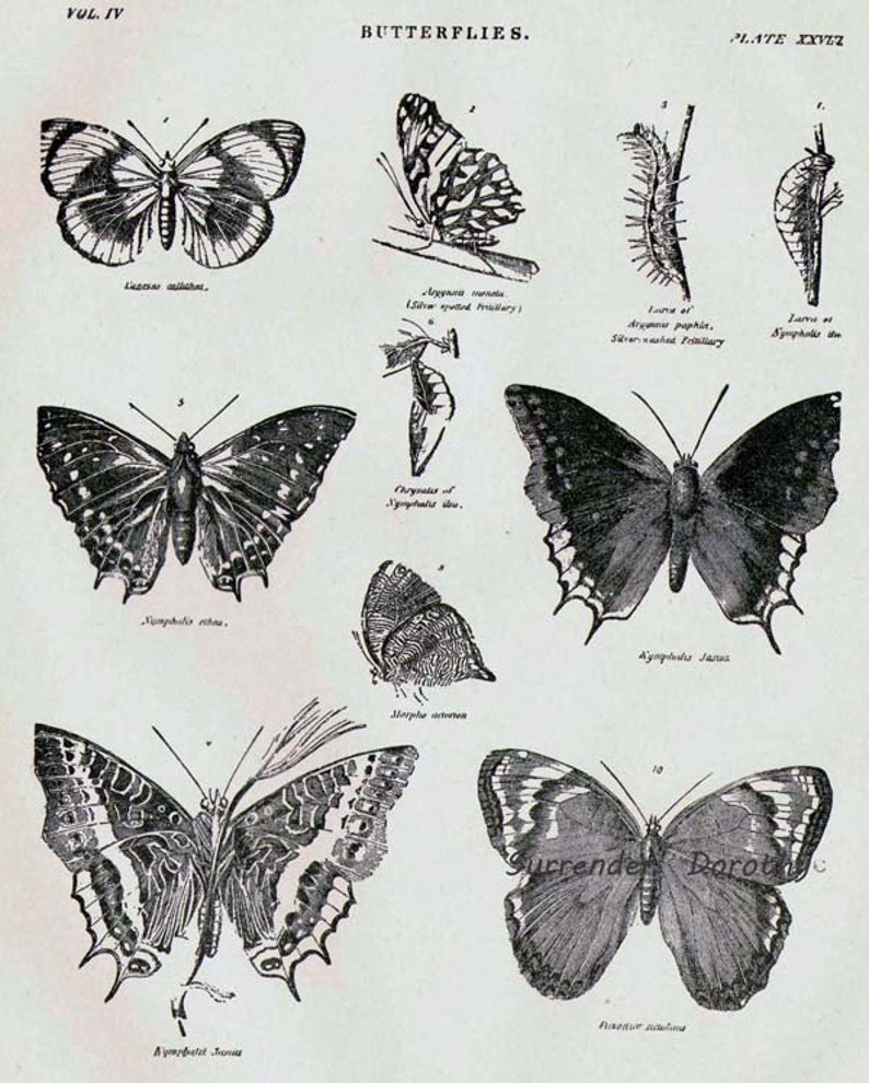Butterflies XXVIII 1892 Victorian Entomology Antique Chart Of Pretty Insects To Frame Black & White image 1