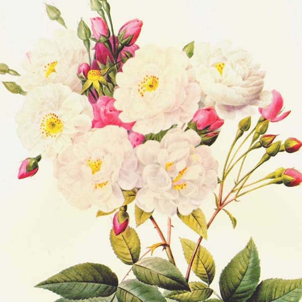 Rose Redoute de Noisette Rosa Noisettiana vintage Flower Botanical Lithograph Poster Print To Frame 32