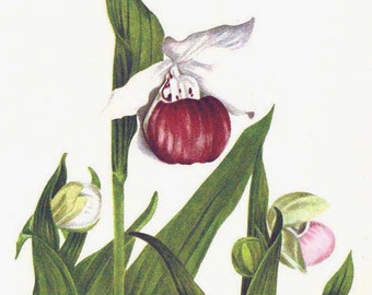 Showy Lady's Slipper Flowers Cypripedium Reginae Vintage 1955 Botanical Lithograph Art  Print To Frame