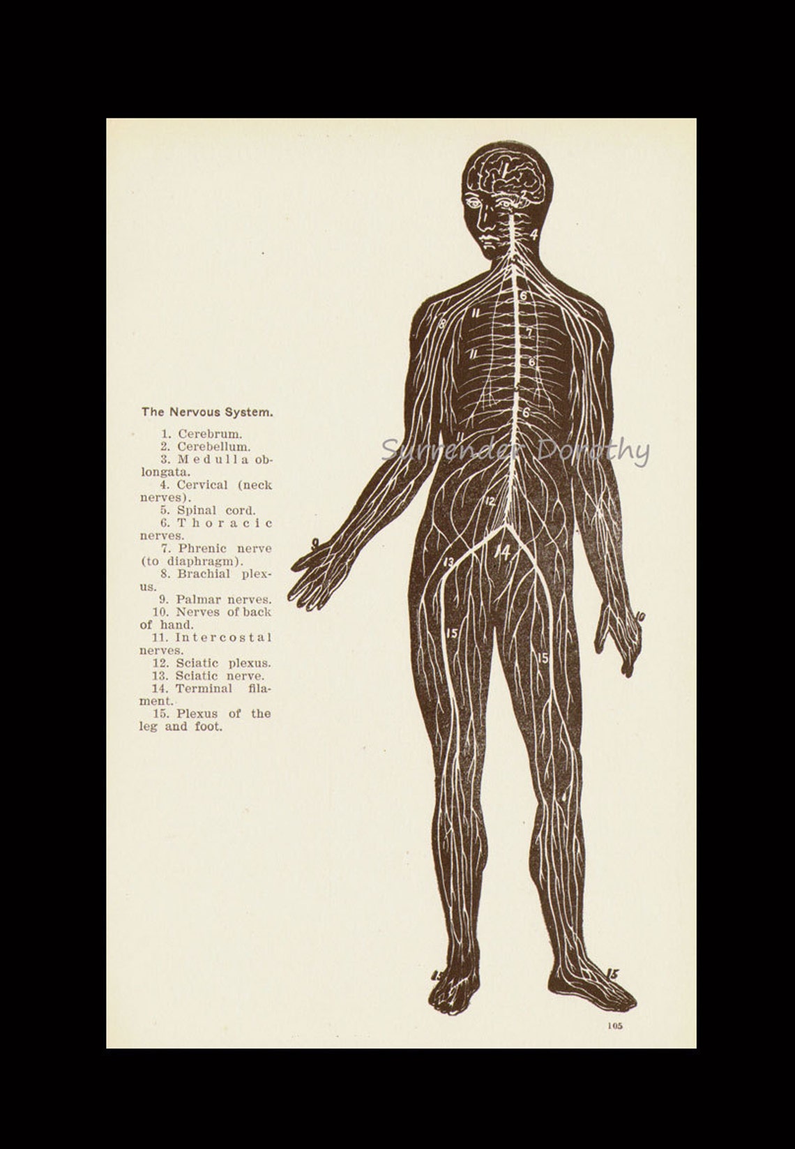 Nervous System Human Anatomy Anterior View Scientific Medical Chart to ...