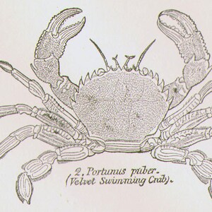 May include: Detailed black and white illustration of a crab, featuring prominent claws and segmented legs. The crab's body is textured with fine lines, and the image includes the text "2. Portunus puber. (Velvet Swimming Crab)."