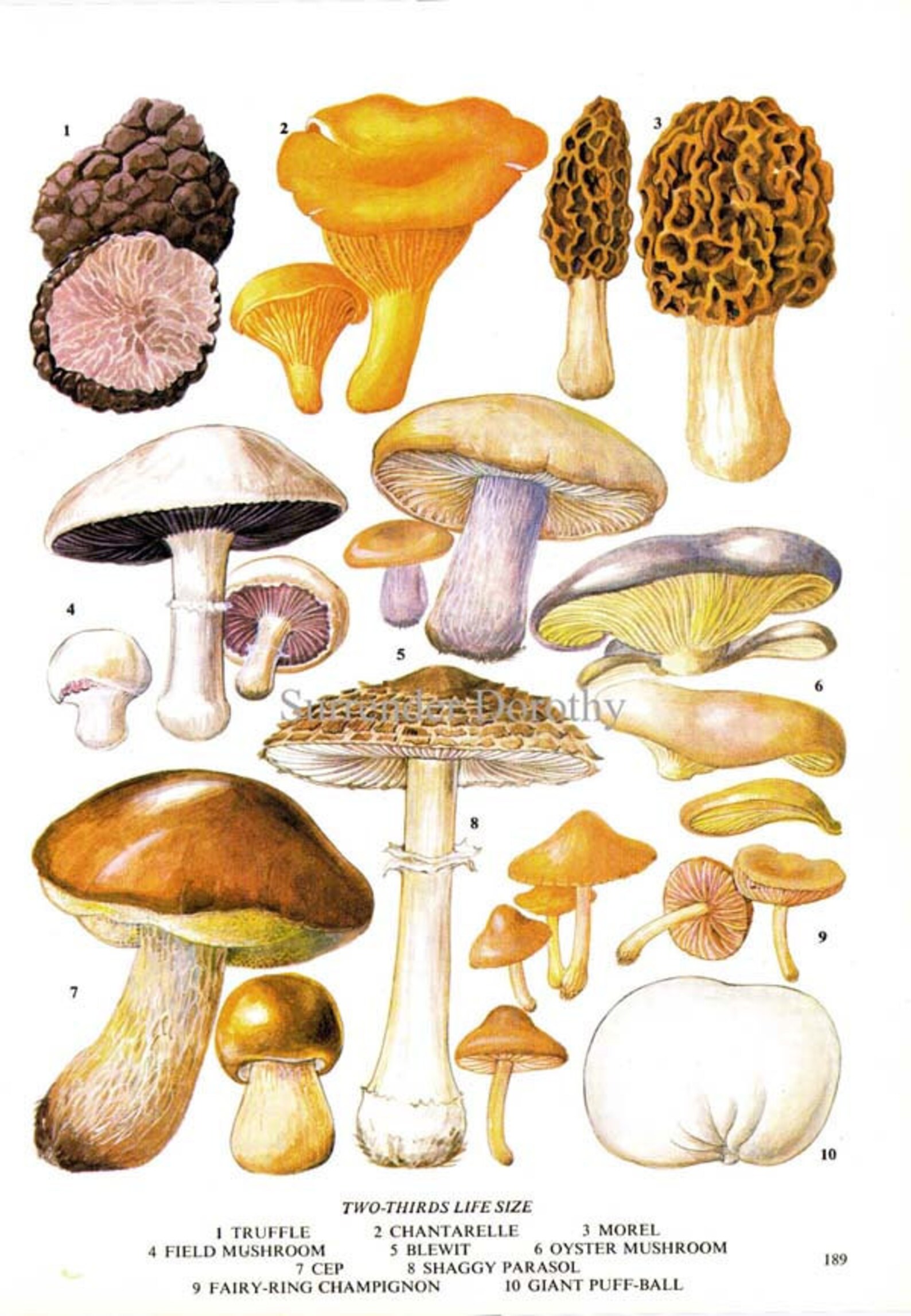 edible-mushrooms-wild-vegetable-food-chart-botanical-etsy