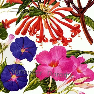 Pode incluir: Uma ilustração botânica que apresenta uma variedade de flores em tons de rosa, vermelho, azul e branco. As flores são representadas em um estilo realista com detalhes intrincados. A ilustração está sobre um fundo branco.