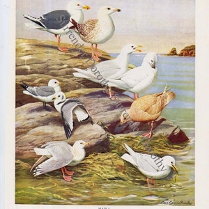 Gulls Terns Sea Birds Print Fuertes Vintage Natural History Lithograph Illustration To Frame 1955 image 4