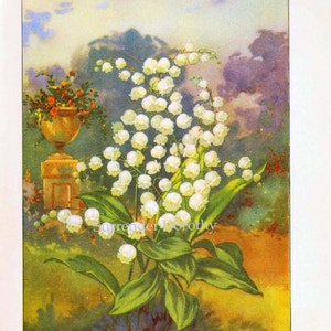 Lily Of The Valley Flowers 1920s Country Cottage Garden Vintage Botanical Lithograph Print To Frame image 3