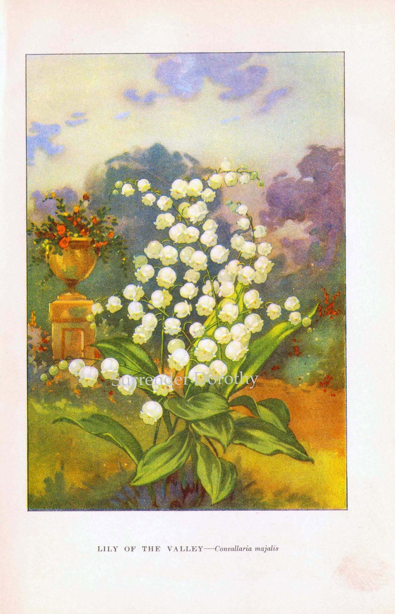 Lily Of The Valley Flowers 1920s Country Cottage Garden Vintage Botanical Lithograph Print To Frame image 3