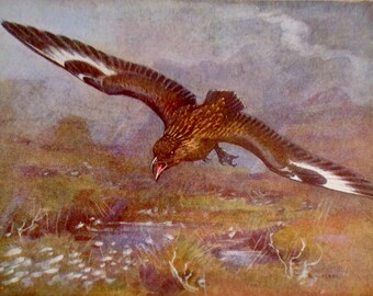 Great Skua In Flight European Birds Lithograph Chart To Frame 1960s British Ornithology 110