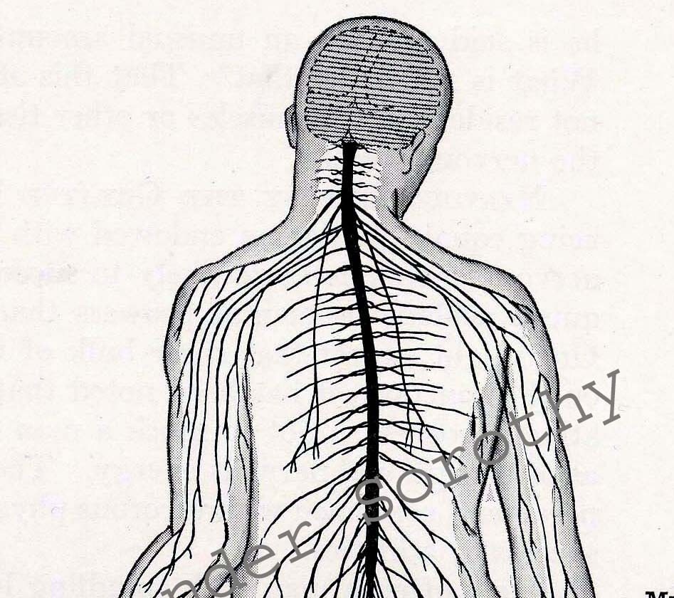 Brain Nervous System Posterior View Human Vintage Anatomy Illustration To Frame 1932 Black & White